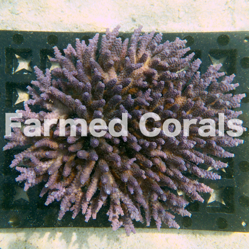 ファームドコーラルズ